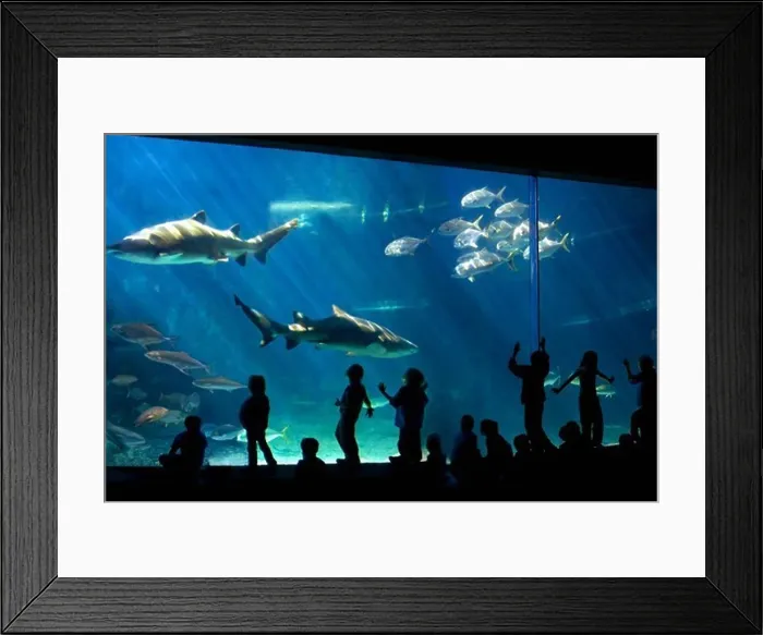 Framed Print : Visitors Enjoying a Large Aquarium Framed Print : Visitors Enjoying a Large Aquarium