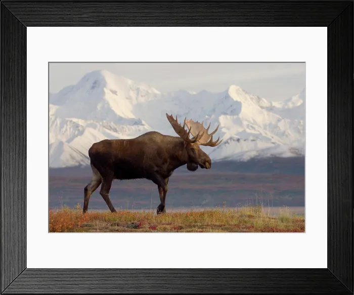 Framed Print : Bull Moose in Denali National Park Framed Print : Bull Moose in Denali National Park