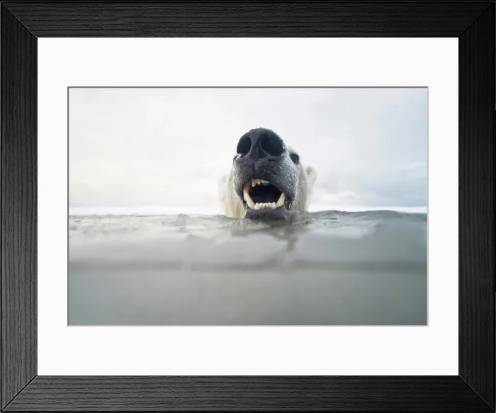 Framed Print : Curious Polar bear cub (Ursus maritimus) in freezing water Framed Print : Curious Polar bear cub (Ursus maritimus) in freezing water