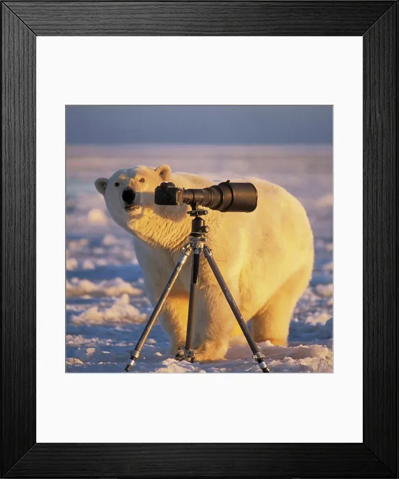 Framed Print : Polar Bear Investigating Photographer's Camera and Tripod Framed Print : Polar Bear Investigating Photographer's Camera and Tripod