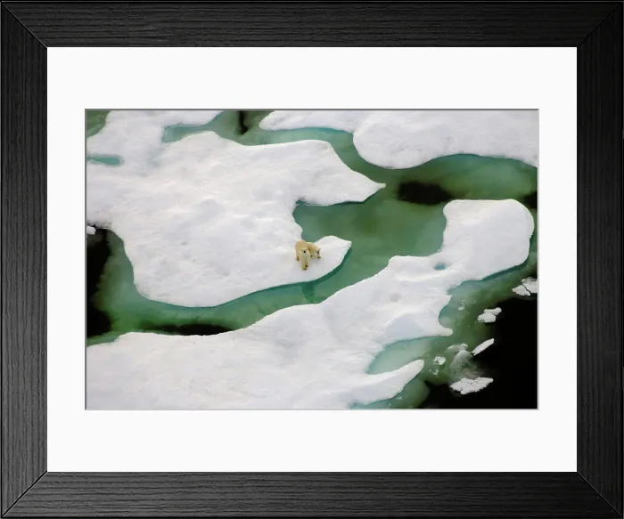 Framed Print : Polar Bear Sow with Spring Cub Travel Over the Sea Ice Framed Print : Polar Bear Sow with Spring Cub Travel Over the Sea Ice