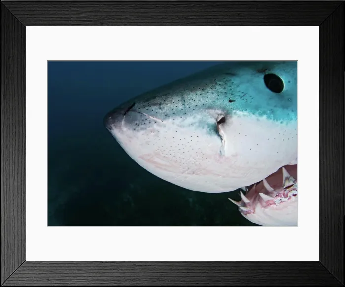 Framed Print : Great White Shark Framed Print : Great White Shark