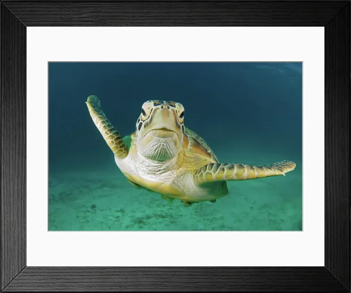 Framed Print : A green sea turtle (Chelonia mydas) approaches the camera near Dimakya Island in the Phillippines Framed Print : A green sea turtle (Chelonia mydas) approaches the camera near Dimakya Island in the Phillippines