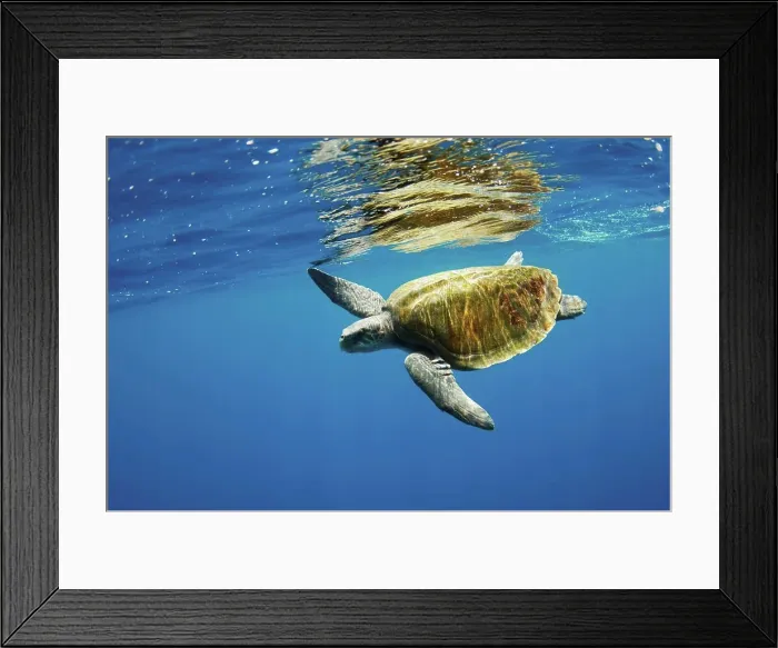 Framed Print : A olive ridley sea turtle (Lepidochelys olivacea), swimming in the open ocean off Sri Lanka