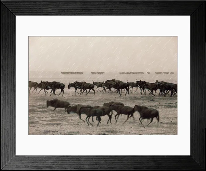 Framed Print : Wildebeest in rain, Masai Mara, Kenya