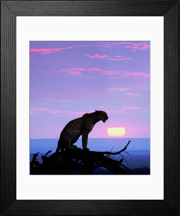 Framed Print : African leopard at sunset, Masai Mara, Kenya Framed Print : African leopard at sunset, Masai Mara, Kenya