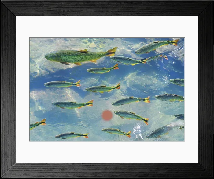 Framed Print : A school of fish in the clear waters of a river in the Pantanal in Brazil. August 7, 2012 Framed Print : A school of fish in the clear waters of a river in the Pantanal in Brazil. August 7, 2012