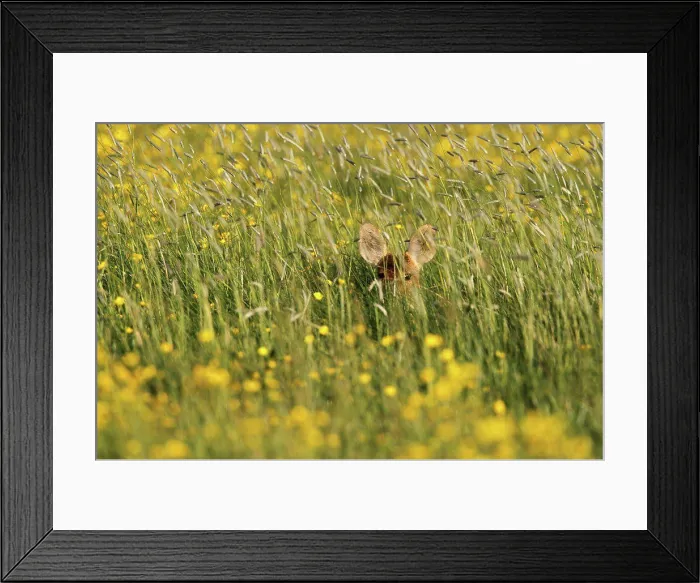 Framed Print : Chinese water deer resting in a flowering meadow spring GB Framed Print : Chinese water deer resting in a flowering meadow spring GB
