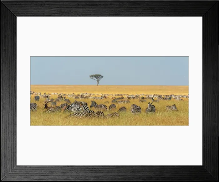 Framed Print : Herd of Plains zebras, Equus quagga Framed Print : Herd of Plains zebras, Equus quagga