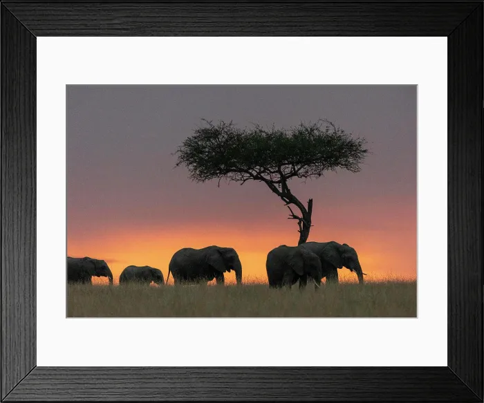 Framed Print : African Savannah Elephants or Savannah Elephants (Loxodonta africana) Framed Print : African Savannah Elephants or Savannah Elephants (Loxodonta africana)
