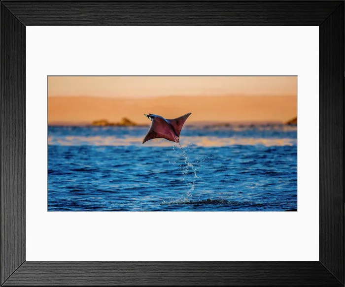 Framed Print : Mobula ray is jumps out of the water. Mexico. Sea of Cortez. Cal Framed Print : Mobula ray is jumps out of the water. Mexico. Sea of Cortez. Cal