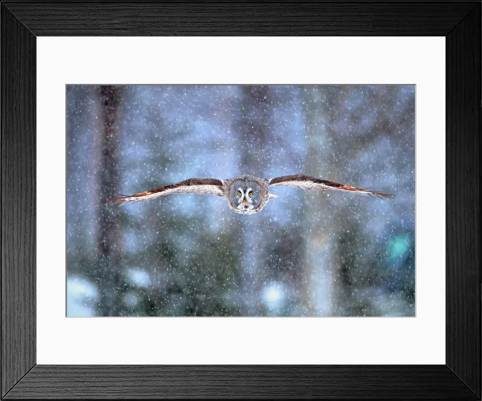Framed Print : Great Gray Owl (Strix nebulosa) flying under the snow in winter, Finland Framed Print : Great Gray Owl (Strix nebulosa) flying under the snow in winter, Finland