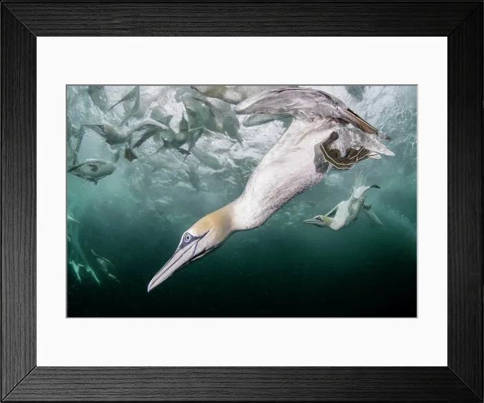 Framed Print : Northern gannet (Morus bassanus) diving underwater to feed on discarded fish Framed Print : Northern gannet (Morus bassanus) diving underwater to feed on discarded fish