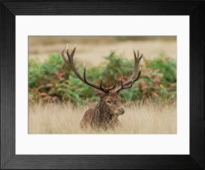 Framed Print : Male Red deer (Cervus elaphus) resting in long grass, Richmond Park, London, England Framed Print : Male Red deer (Cervus elaphus) resting in long grass, Richmond Park, London, England