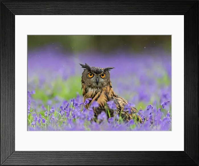 Framed Print : Eurasian Eagle-owl (Bubo bubo) adult Framed Print : Eurasian Eagle-owl (Bubo bubo) adult