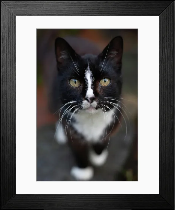 Framed Print : Black cat, white whiskers, close-up, Germany