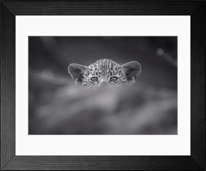 Framed Print : A leopard cub, Panthera pardus, peaks over a log, direct gaze, in black and white Framed Print : A leopard cub, Panthera pardus, peaks over a log, direct gaze, in black and white