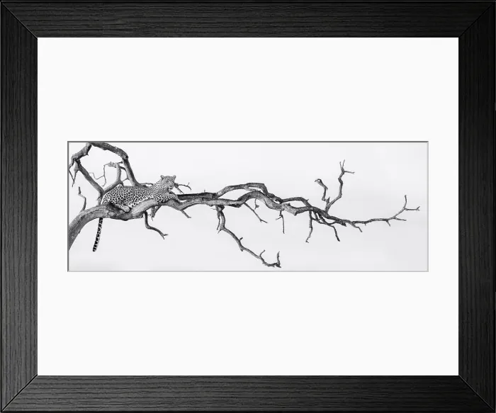 Framed Print : A leopard, Panthera pardus, lies in a dead tree, looking out of frame, in black and white Framed Print : A leopard, Panthera pardus, lies in a dead tree, looking out of frame, in black and white