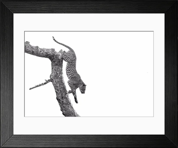 Framed Print : A leopard, Panthera pardus, climbs down a tree branch, black and white, whited out background Framed Print : A leopard, Panthera pardus, climbs down a tree branch, black and white, whited out background