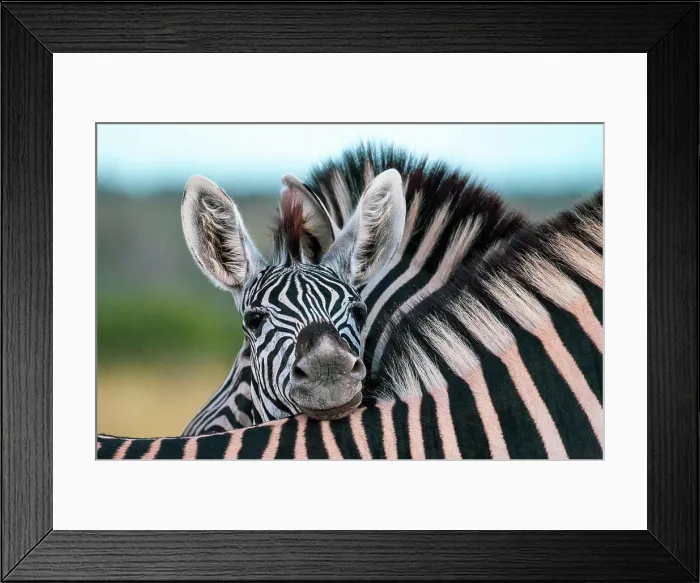 Framed Print : A zebra foal, Equus quagga, rests its head on the back of another zebra