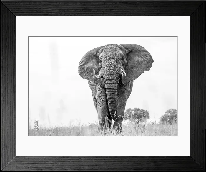 Framed Print : An elephant, Loxodonta africana, walks towards the camera, low angle, black and white Framed Print : An elephant, Loxodonta africana, walks towards the camera, low angle, black and white