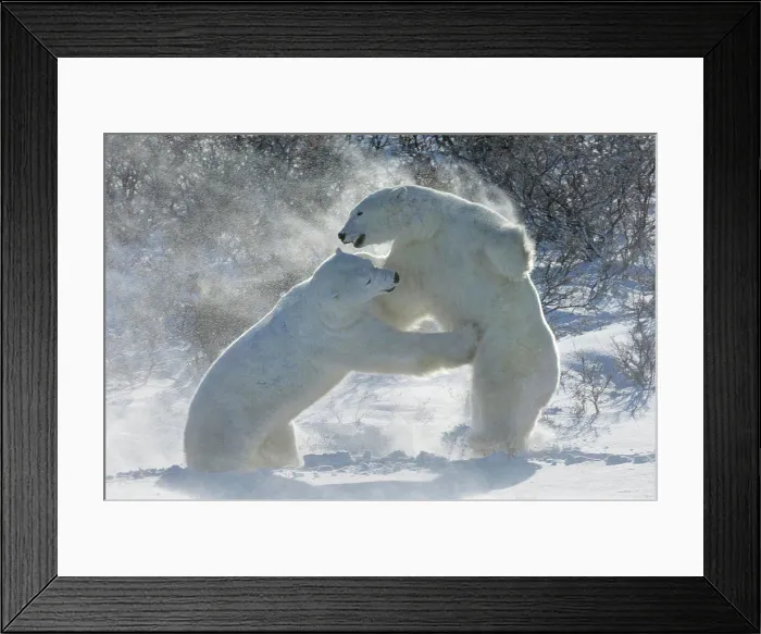 Framed Print : Polar bears in the wild. A powerful predator and a vulnerable or potentially endangered species Framed Print : Polar bears in the wild. A powerful predator and a vulnerable or potentially endangered species