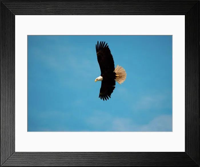 Framed Print : Bald Eagle, Glacier Bay National Park and Preserve, Alaska, USA Glacier Bay National Park and Preserve, Alaska, USA Framed Print : Bald Eagle, Glacier Bay National Park and Preserve, Alaska, USA Glacier Bay National Park and Preserve, Alaska, USA