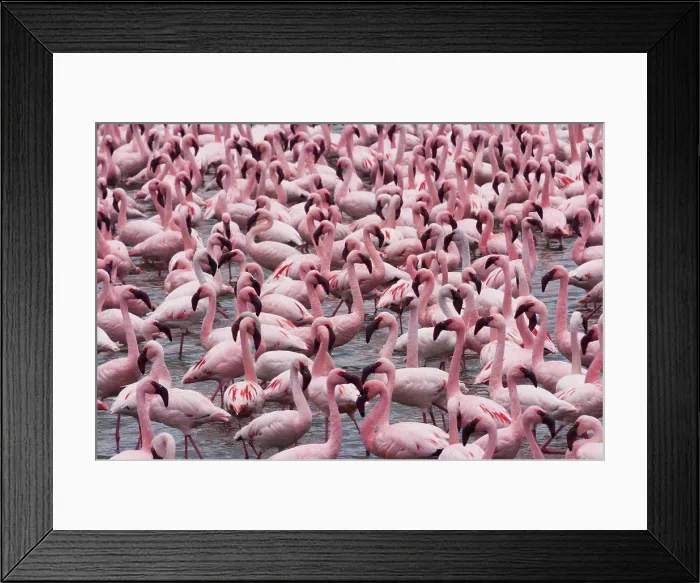 Framed Print : Lesser flamingos, Lake Narasha, Kenya Lake Narasha, Kenya Framed Print : Lesser flamingos, Lake Narasha, Kenya Lake Narasha, Kenya