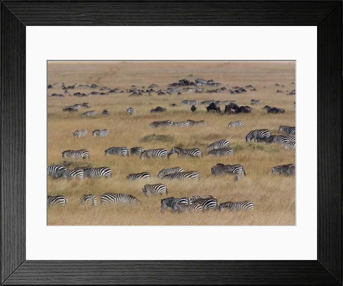Framed Print : Grant's zebras and wildebeests, Kenya Kenya Framed Print : Grant's zebras and wildebeests, Kenya Kenya