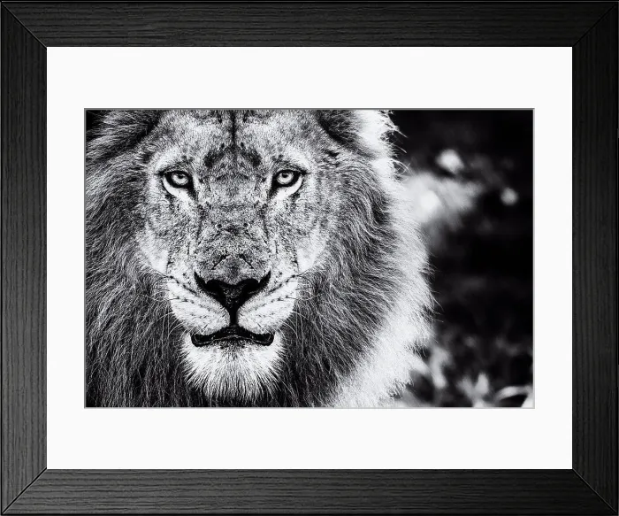 Framed Print : The face of a male lion, Panthera leo