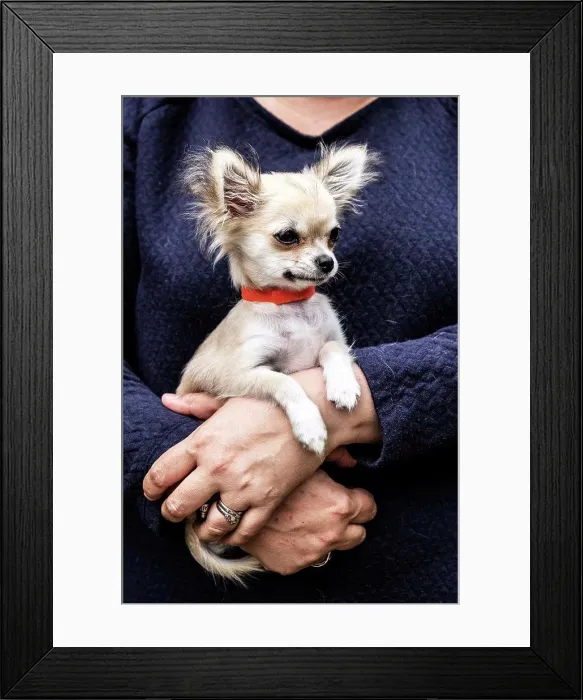 Framed Print : Woman holding a small dog in her arms Framed Print : Woman holding a small dog in her arms