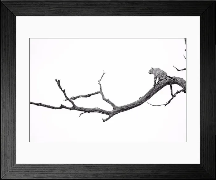Framed Print : A leopard, Panthera pardus, sits on a dead tree branch, tail hangs down, looking away, in black and white Framed Print : A leopard, Panthera pardus, sits on a dead tree branch, tail hangs down, looking away, in black and white