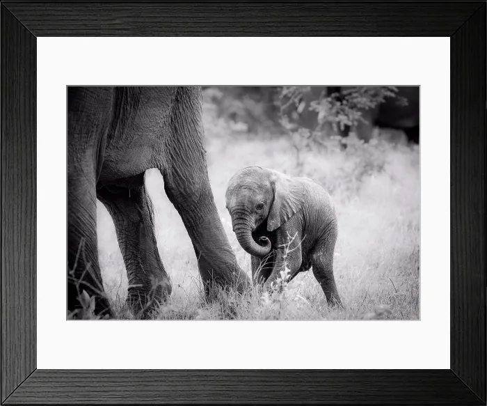 Framed Print : An elephant calf, Loxodonta africana, stands behind its mother's legs, curls its trunk in, in black and white Framed Print : An elephant calf, Loxodonta africana, stands behind its mother's legs, curls its trunk in, in black and white