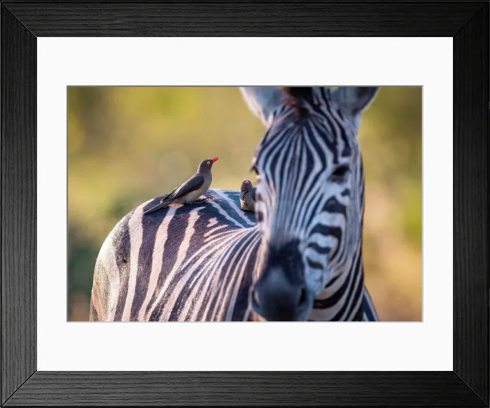 Framed Print : A zebra, Equus quagga, stands with red-billed oxpeckers sitting on its back, Buphagus erythrorhynchus