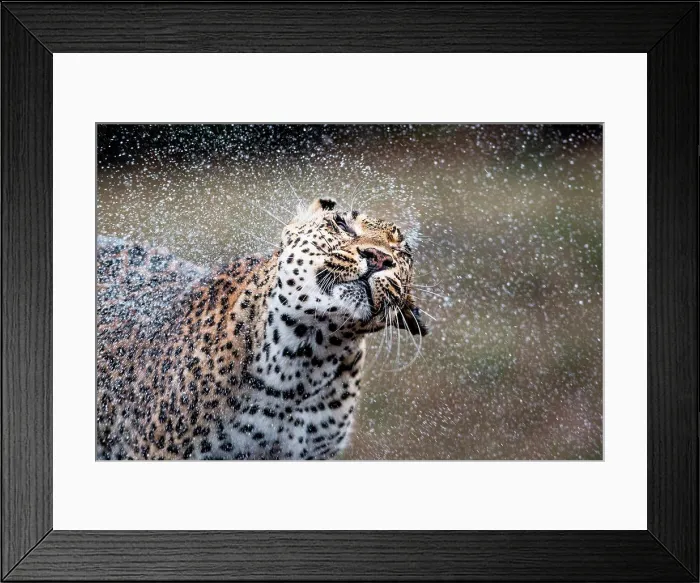 Framed Print : A leopard, Panthera pardus, shakes water off itself, water sprays droplets in the air, wet fur, eyes closed Framed Print : A leopard, Panthera pardus, shakes water off itself, water sprays droplets in the air, wet fur, eyes closed