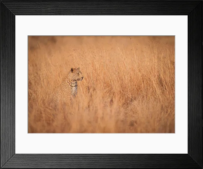 Framed Print : A leopard cub, Panthera pardus, sits and looks away, sitting in long dry yellow-brown grass Framed Print : A leopard cub, Panthera pardus, sits and looks away, sitting in long dry yellow-brown grass