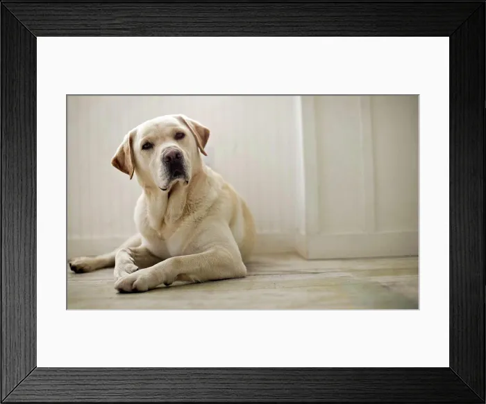 Framed Print : Portrait of dog lying on floor Framed Print : Portrait of dog lying on floor