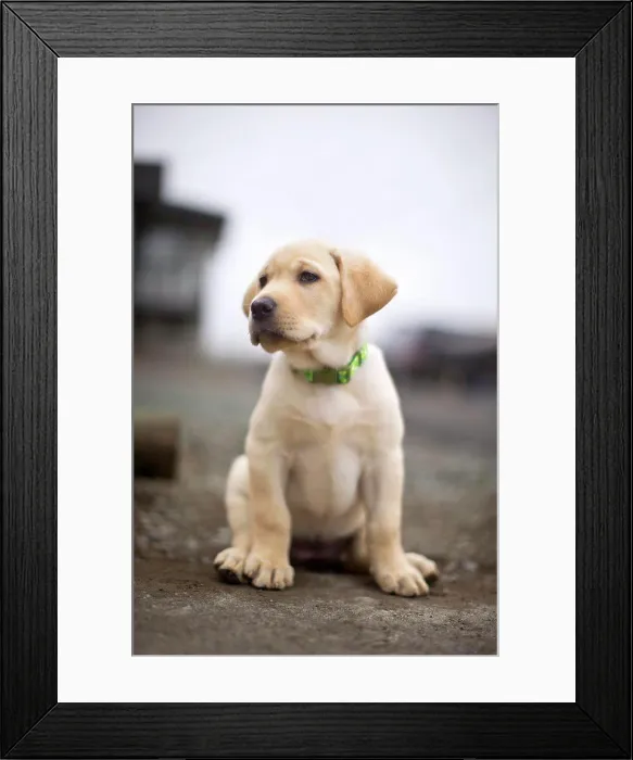 Framed Print : Golden labrador puppy sitting on a footpath Framed Print : Golden labrador puppy sitting on a footpath