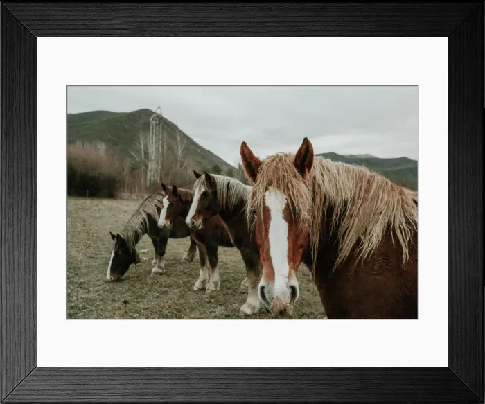 Framed Print : Beautiful horses pasturing on field between trees near hills and cloudy sky in Pyrenees