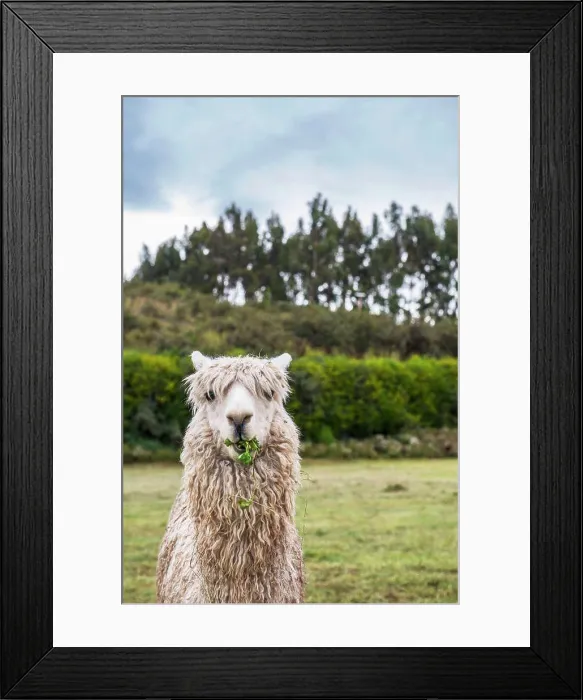 Framed Print : Alpaca at the old Inca site of Sacsayhuaman above Cusco / Peru Framed Print : Alpaca at the old Inca site of Sacsayhuaman above Cusco / Peru