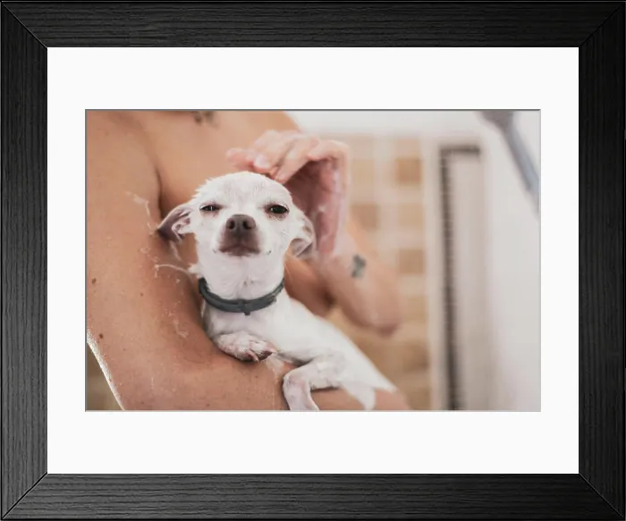 Framed Print : cute portrait of small white dog in bath with soap in arms Framed Print : cute portrait of small white dog in bath with soap in arms