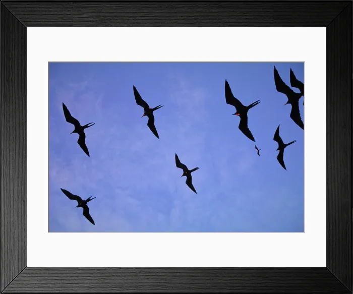 Framed Print : Frigate birds, Galapagos Islands, Ecuador Framed Print : Frigate birds, Galapagos Islands, Ecuador