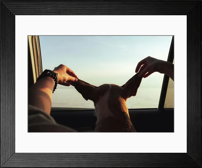 Framed Print : Road trip with pets: human holds ears of the dog in car Framed Print : Road trip with pets: human holds ears of the dog in car