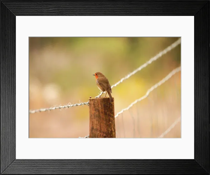 Framed Print : Robin Redbreast in a tree. European Robin Framed Print : Robin Redbreast in a tree. European Robin
