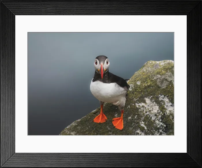 Framed Print : Atlantic puffin on the island of Runde in the Norway Framed Print : Atlantic puffin on the island of Runde in the Norway