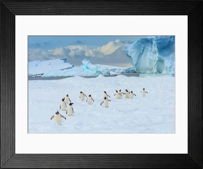 Framed Print : Gentoo Penguins (Pygoscelis papua) on pack ice in Lemaire Channel, Antarctica Framed Print : Gentoo Penguins (Pygoscelis papua) on pack ice in Lemaire Channel, Antarctica