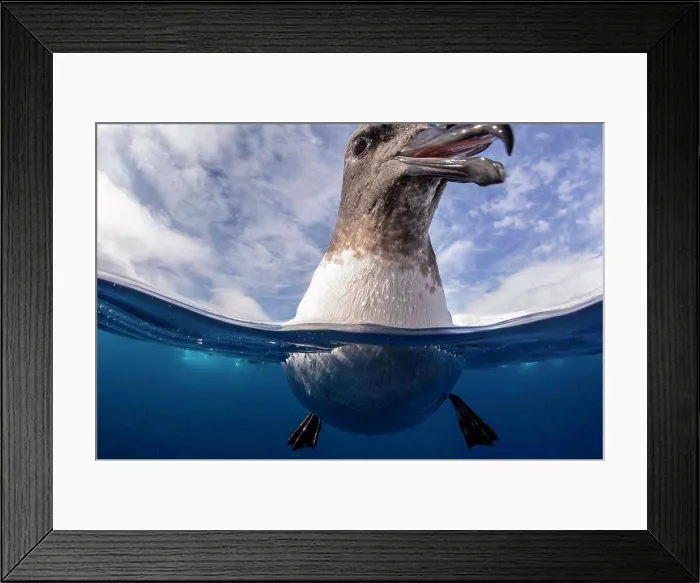 Framed Print : Cape petrel (Daption capense) up close and personal, Lindblad Cove, Trinity Peninsula, Antarctica Framed Print : Cape petrel (Daption capense) up close and personal, Lindblad Cove, Trinity Peninsula, Antarctica