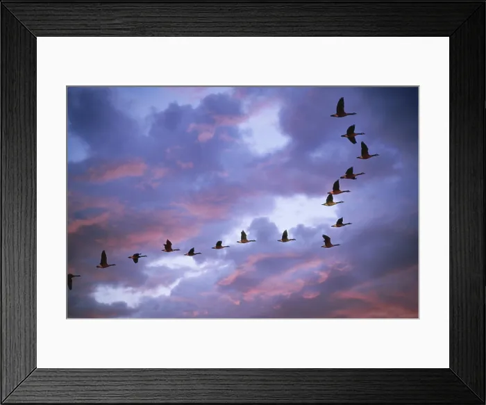 Framed Print : Flock of Canada Geese flying Framed Print : Flock of Canada Geese flying