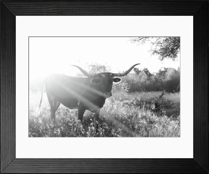 Framed Print : Longhorn cow in Texas landscape during sunrise on rural farm, black and white rustic animal portrait Framed Print : Longhorn cow in Texas landscape during sunrise on rural farm, black and white rustic animal portrait