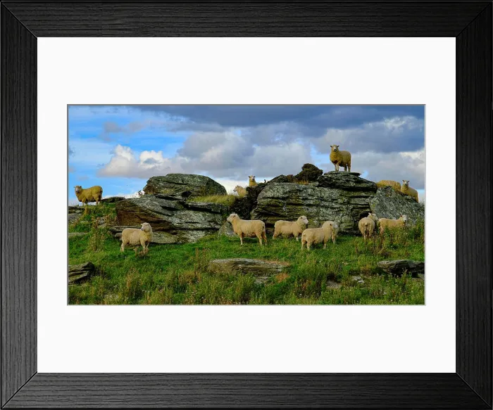 Framed Print : Sheep gathering at the top of a mountain in New Zealand Framed Print : Sheep gathering at the top of a mountain in New Zealand